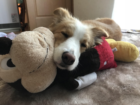 抜群のフィット感②