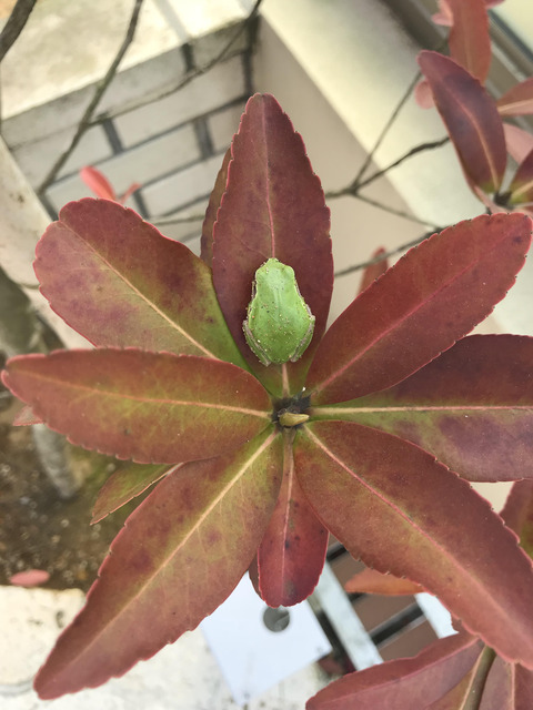 あまがえる第２号