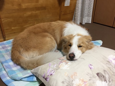 枕はいいよなぁ