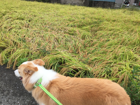 稲刈りが・・・