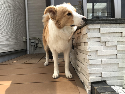 庭のパトロール