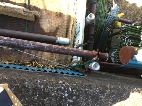 ニョロニョロ②