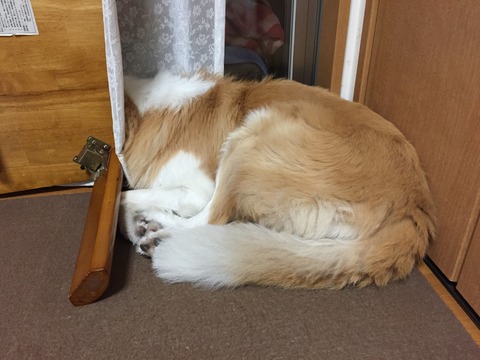 頭隠して尻隠さず