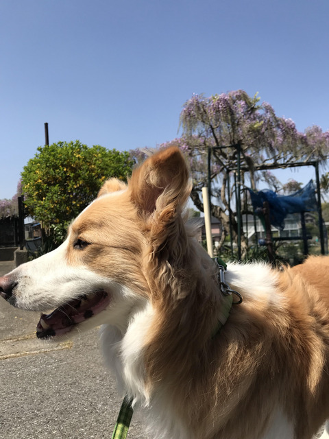 藤が咲き始める