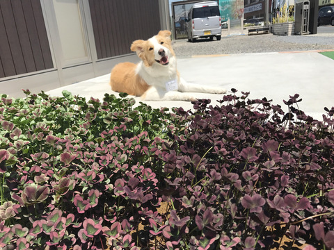 クローバー絶好調