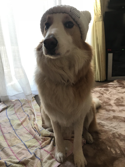 スノー・ボーダーコリー