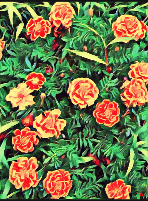 a-181 マリーゴールド marigold_copy_3072x4170_copy_9216x12510