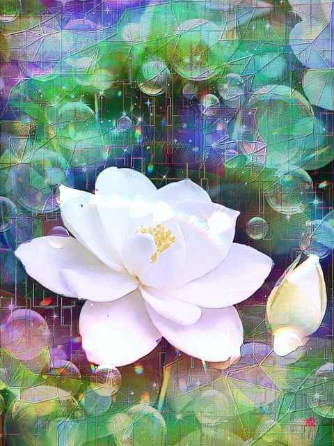 a-2249 無垢なる喜び Innocent Bloom