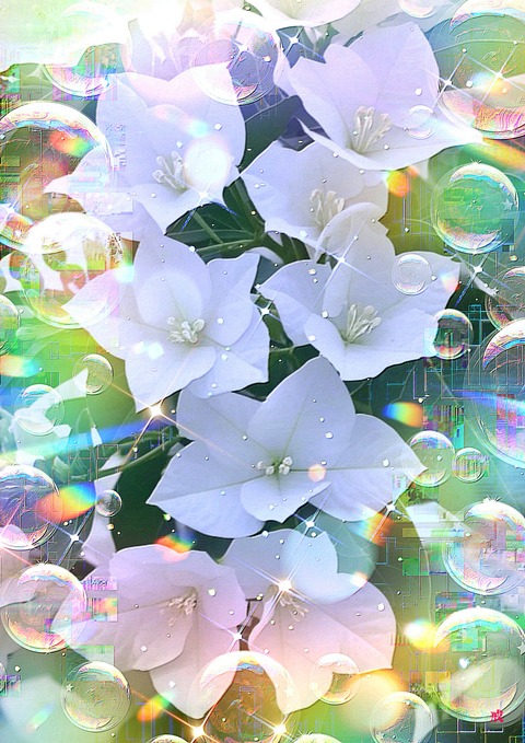 a-2275 清澄なる時 Pure Tranquility in Bloom