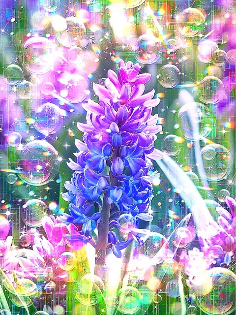 a-2197 瑠璃光の朝 Eternal Spring Light