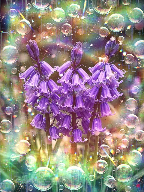 a-2409 風光る紫苑の調べ Hearts Untouched