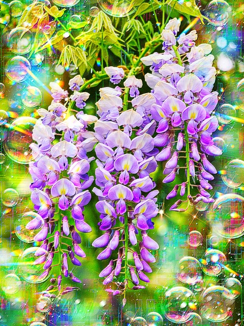 a-2427 霞立つ藤色の庭 Auspicious Spring