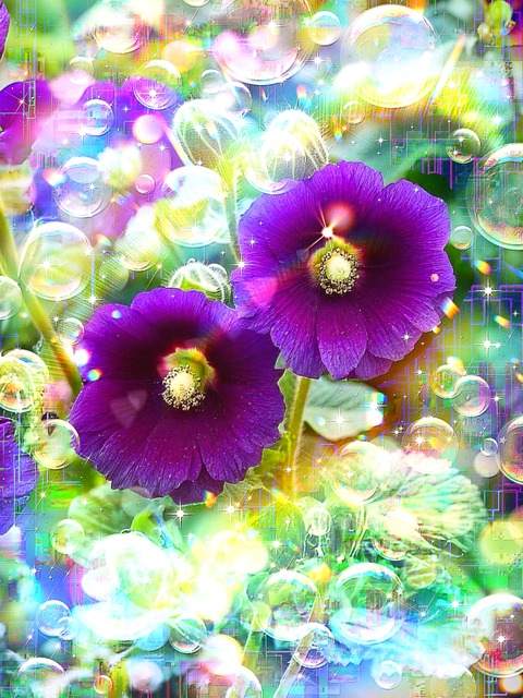 a-2257 朝露の贈り物 Morning Grace