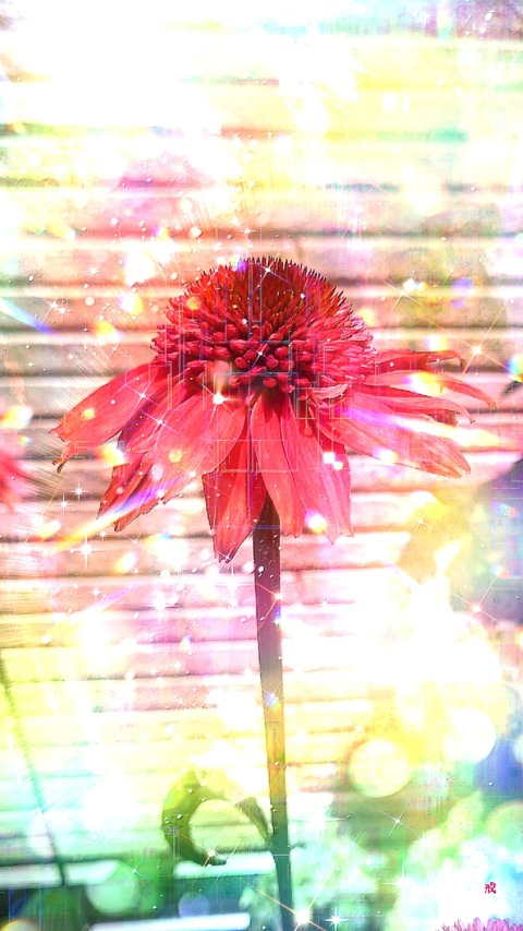 Picsart_23-06-15_20-41-27-774
