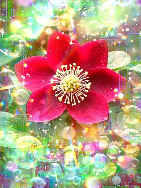 a-2185 朝露の祈り Radiant Morning Dew