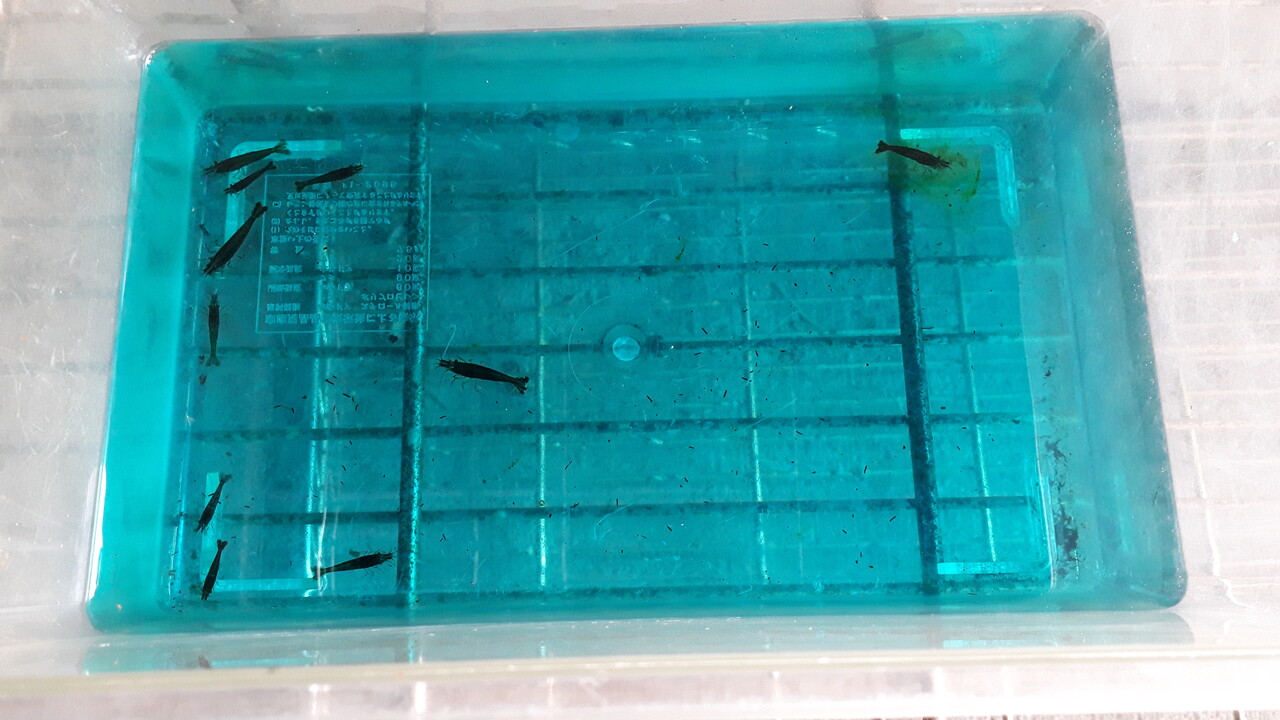 ミナミヌマエビ 黒色個体 レア Gakuのアクアリウムblog