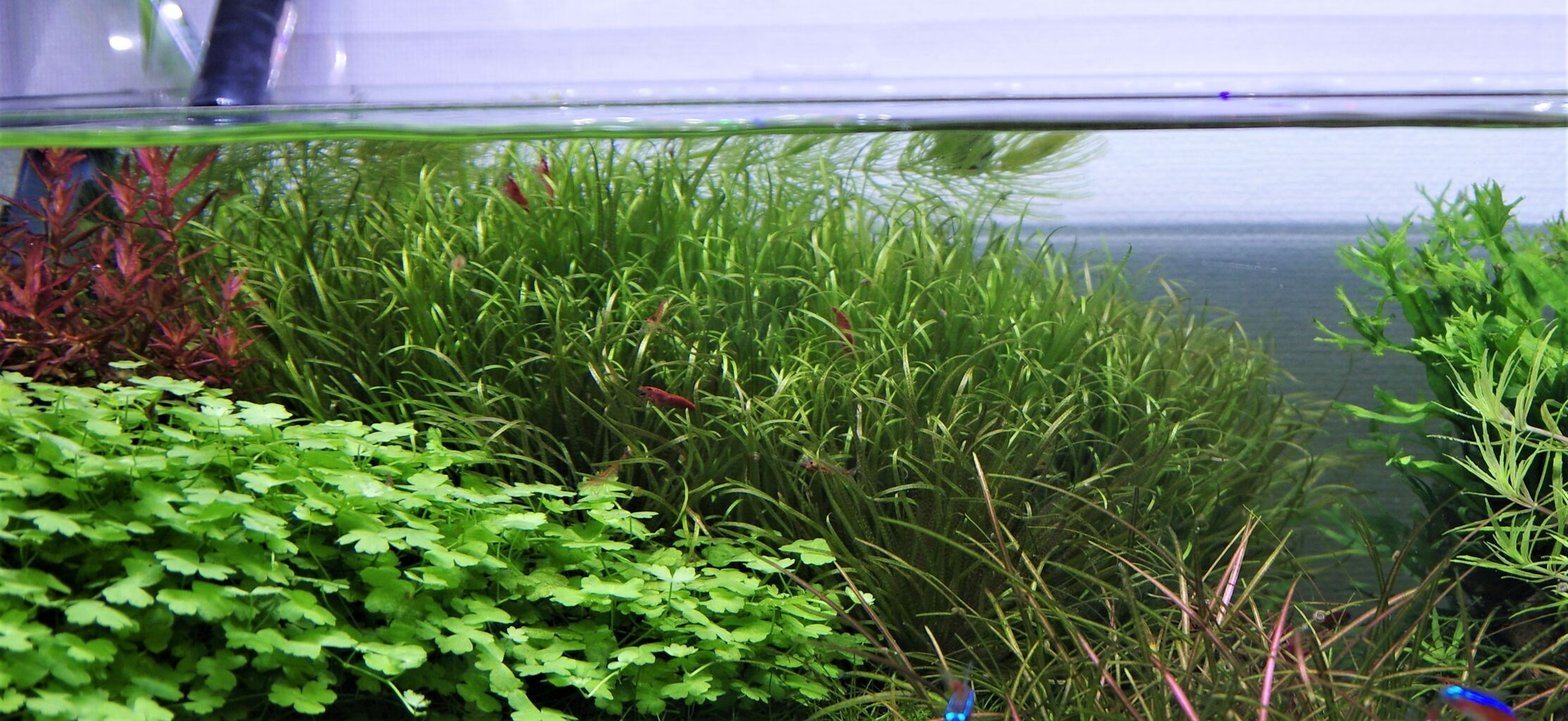 水草 ブリクサショートリーフ 育て方 Gakuのアクアリウムblog
