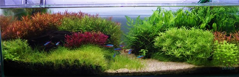 水草 ロタラ Sp Hra ハラ 育て方 Gakuのアクアリウムblog