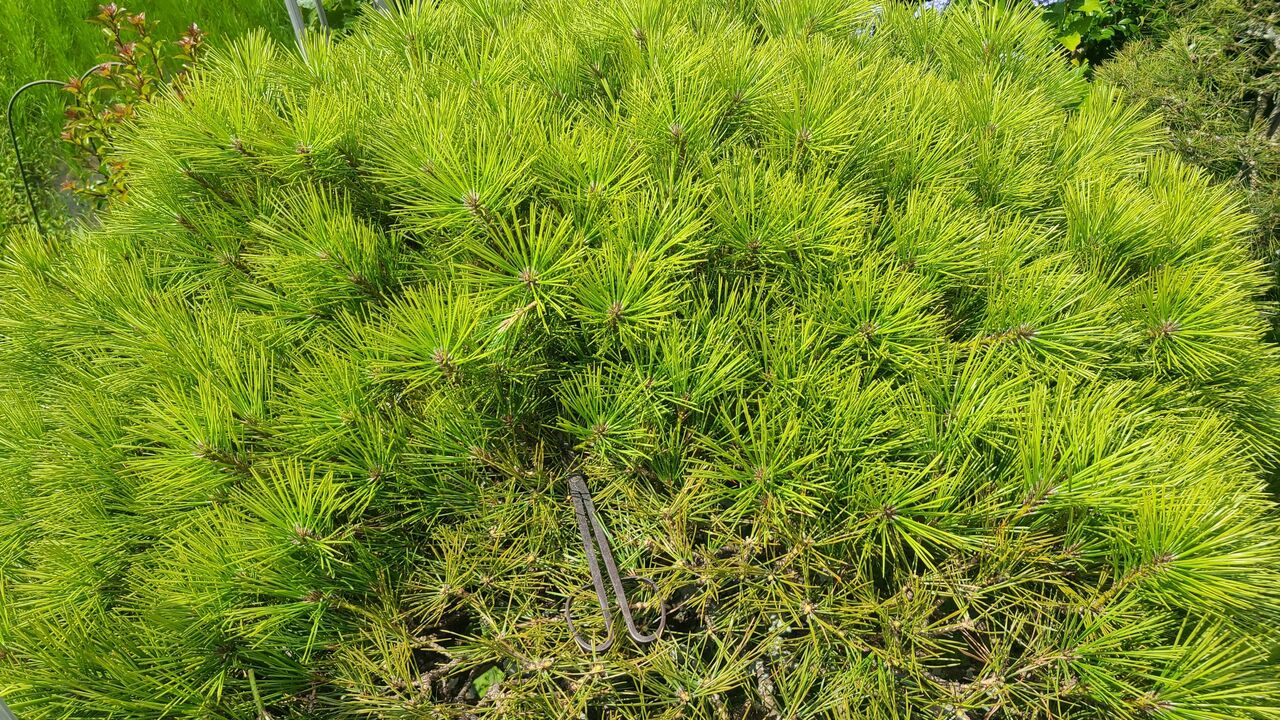 全て終了(松の剪定作業) : ランナーの野菜づくり