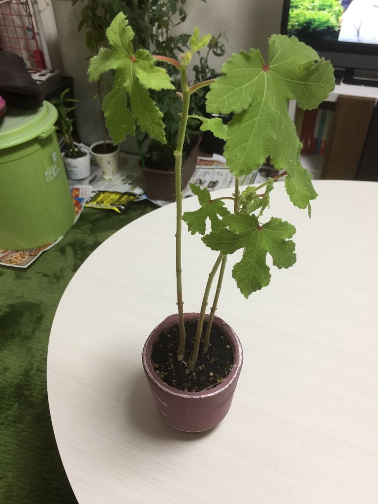 オクラ育たない 週末ときどき自給自足