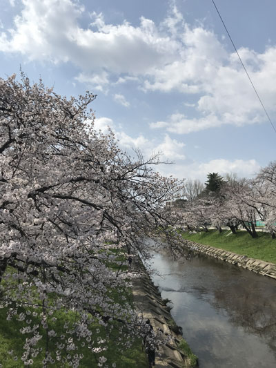 sakuraB