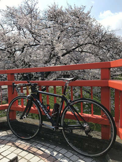sakuraA