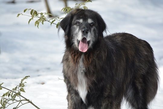 犬ドリルも全開 俺 岳です 犬ドリルも全開 俺 岳です