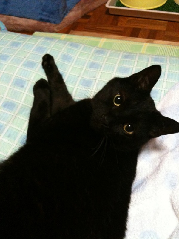 agpiZWViZWUyc2VlchULEgxJbWFnZUFuZFRleHQY-em3Aww