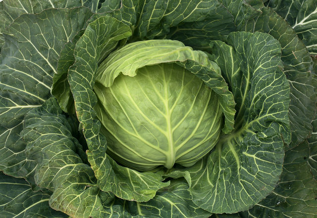 悲報 実写版がっこうぐらし スタッフ キャベツを知らない じー えーちゃんねる