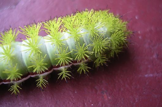 閲覧注意 猛毒の ネコ毛虫 米国で大発生か でもかわいいw 雑学速報 閲覧注意 猛毒の ネコ毛虫 米国で大発生か でもかわいいw 雑学速報