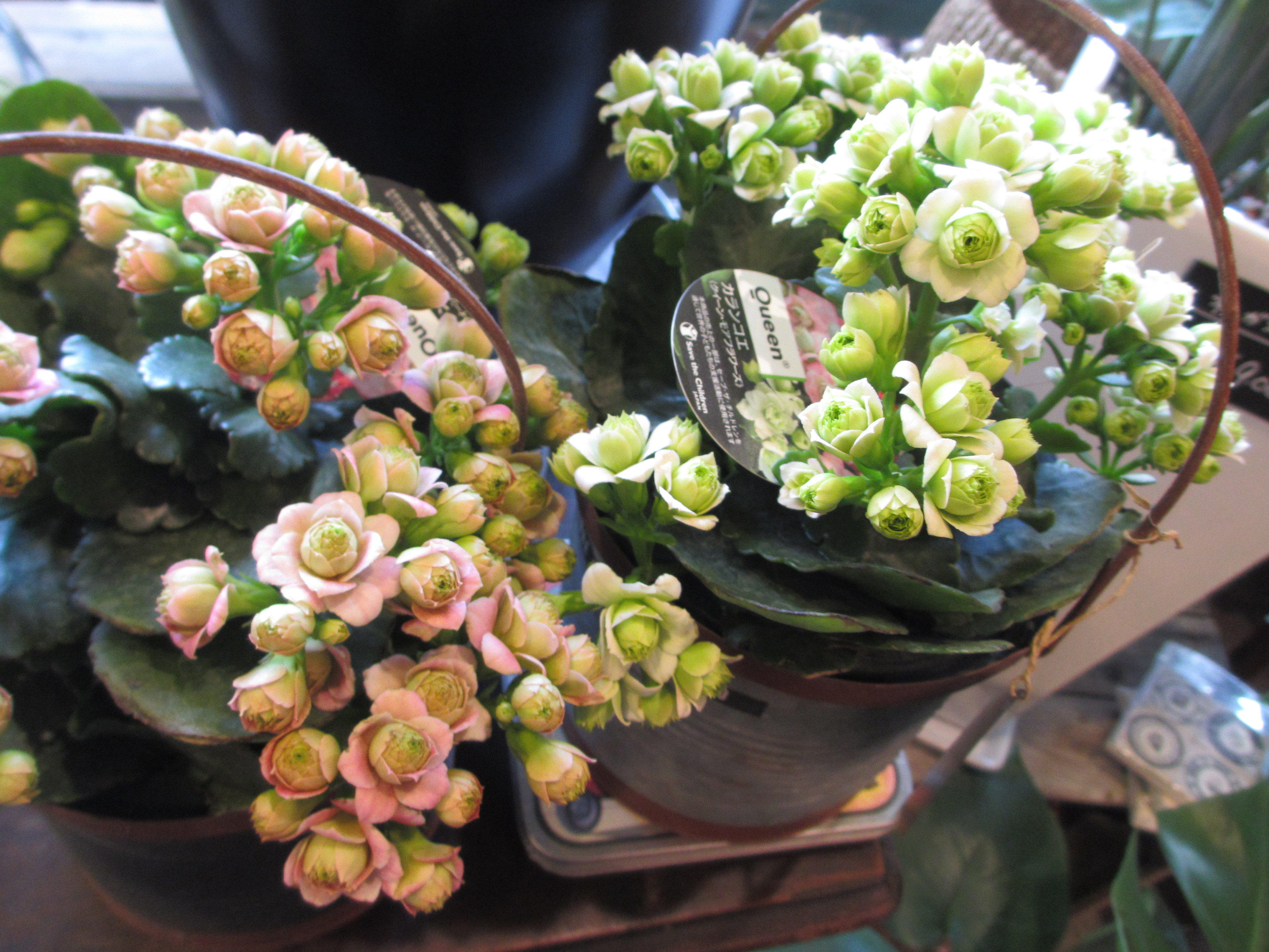 カランコエ Florist Rose Grove Diary フローリストローズグローブ ダイアリー 本店 カランコエ Florist Rose Grove Diary フローリストローズグローブ ダイアリー 本店