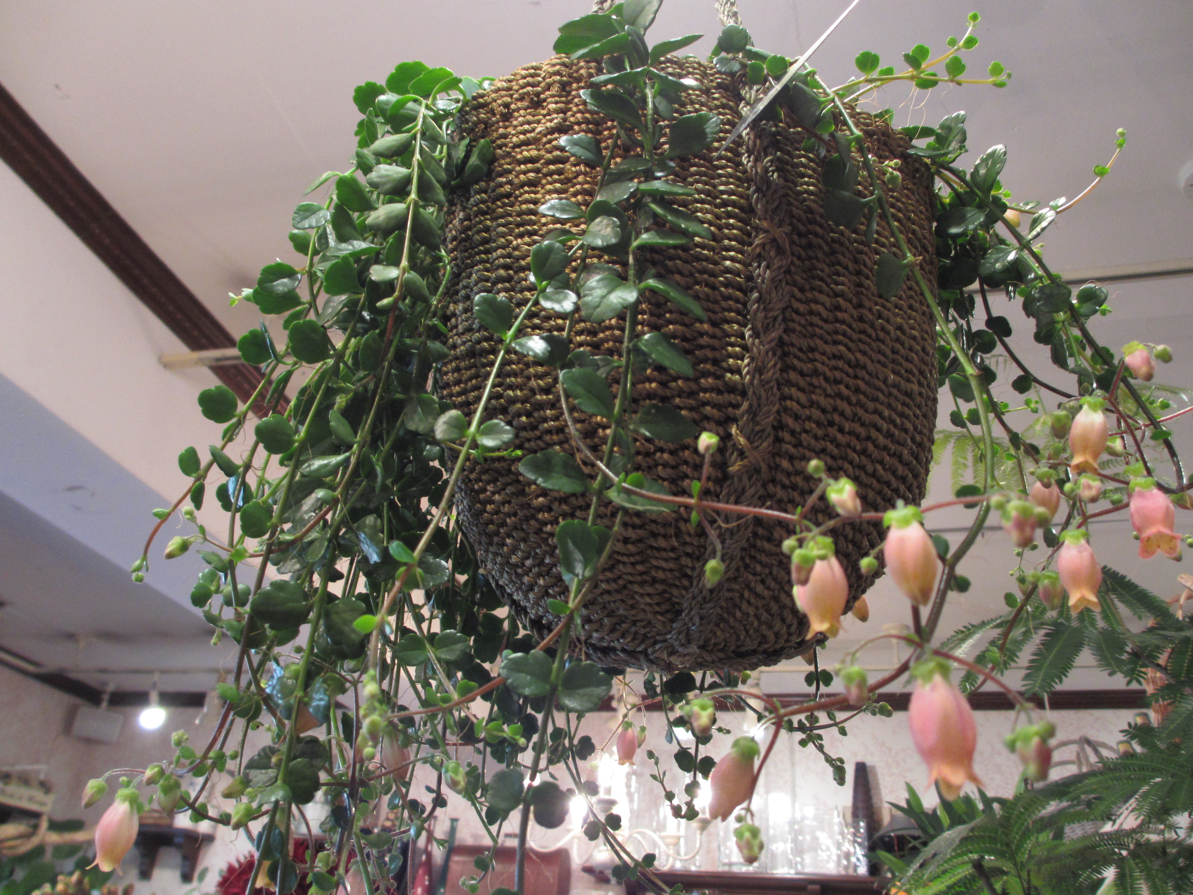 カランコエ Florist Rose Grove Diary フローリストローズグローブ ダイアリー 本店 カランコエ Florist Rose Grove Diary フローリストローズグローブ ダイアリー 本店