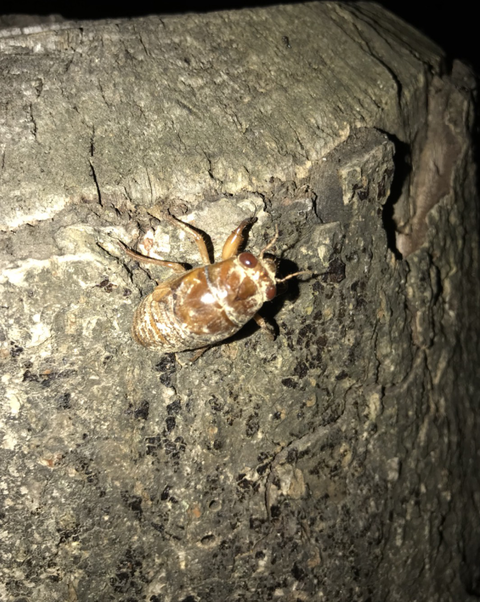 公園の蝉３