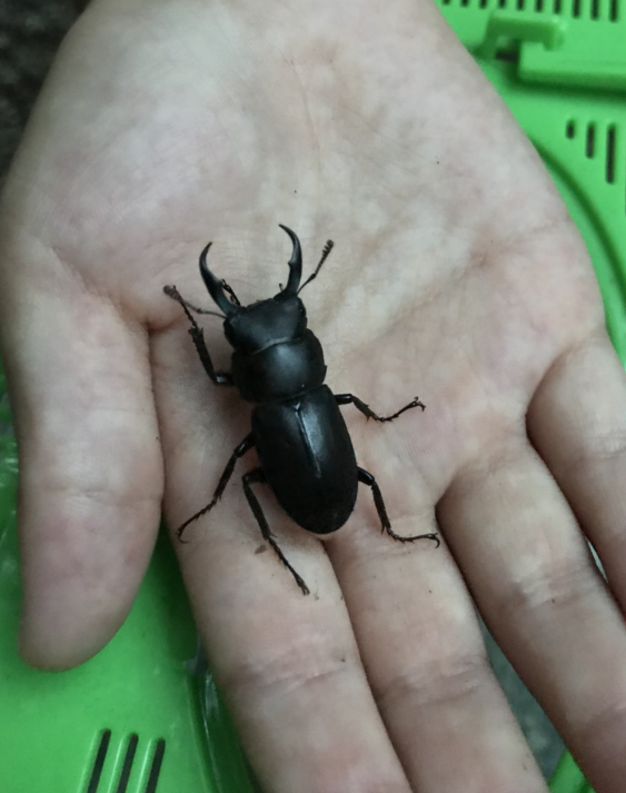 虫を採る こども自然公園リベンジ ガリレオブログ