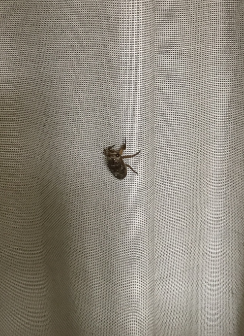 蝉３