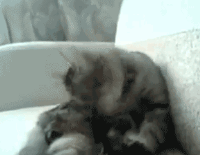 nekokick