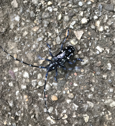 ゴマダラ1