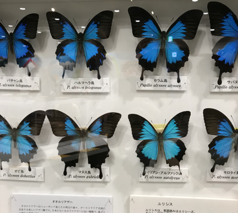 おおるり