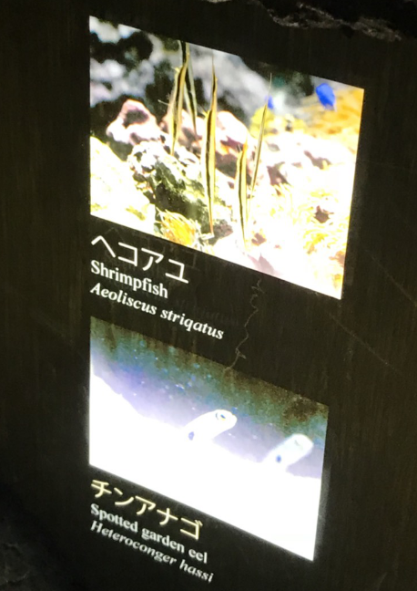 鴨川10