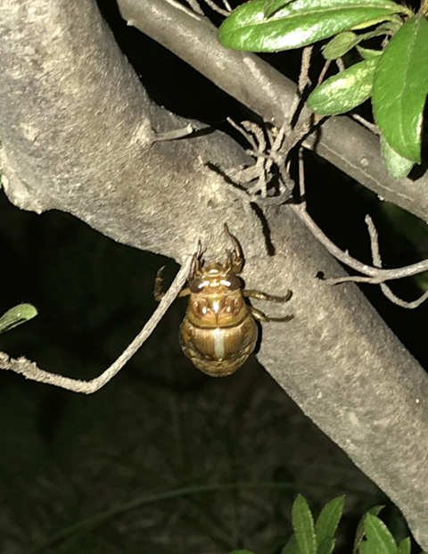 公園の蝉２