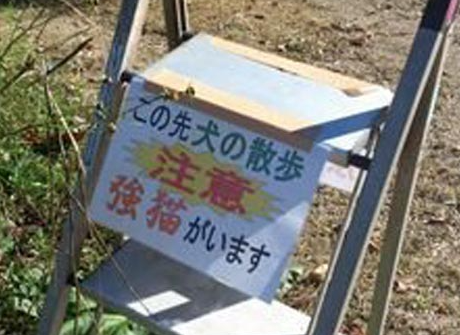 ネコ