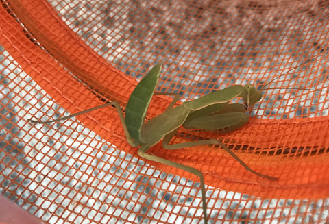 カマキリ