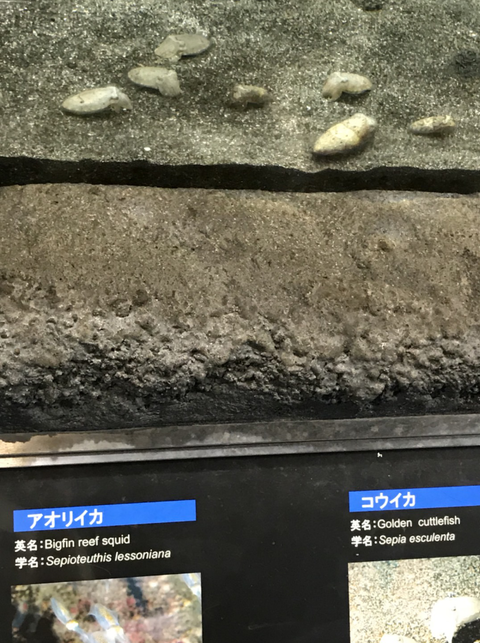 鴨川3