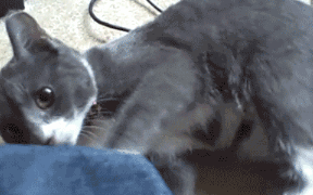 nekokick2
