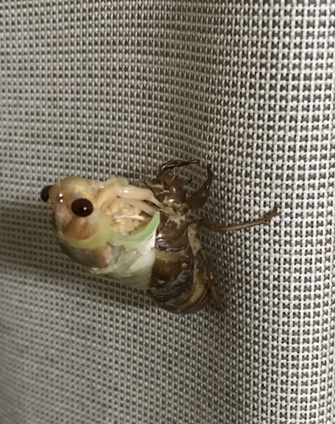 蝉８