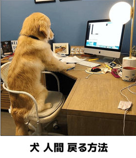 犬