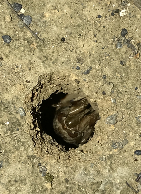 公園の蝉１