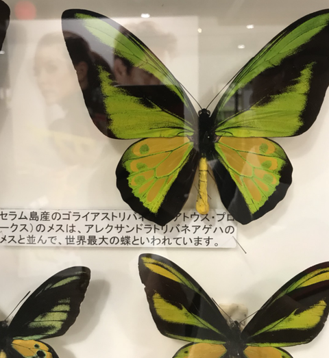 トリバネ
