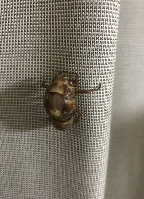 蝉５