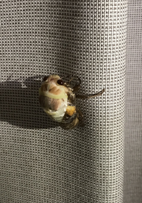 蝉７